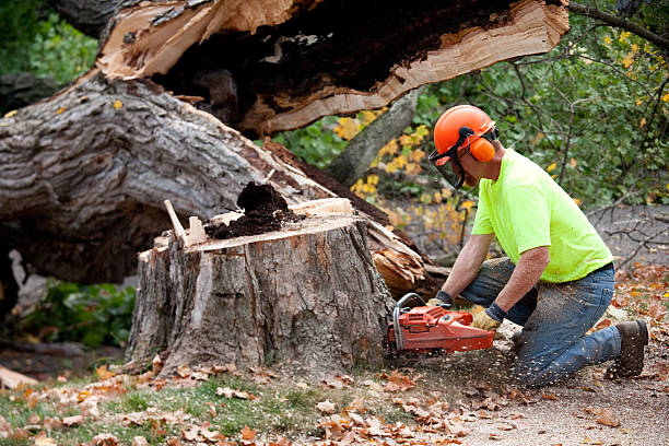 Best Dead Tree Removal  in Texarkana, TX